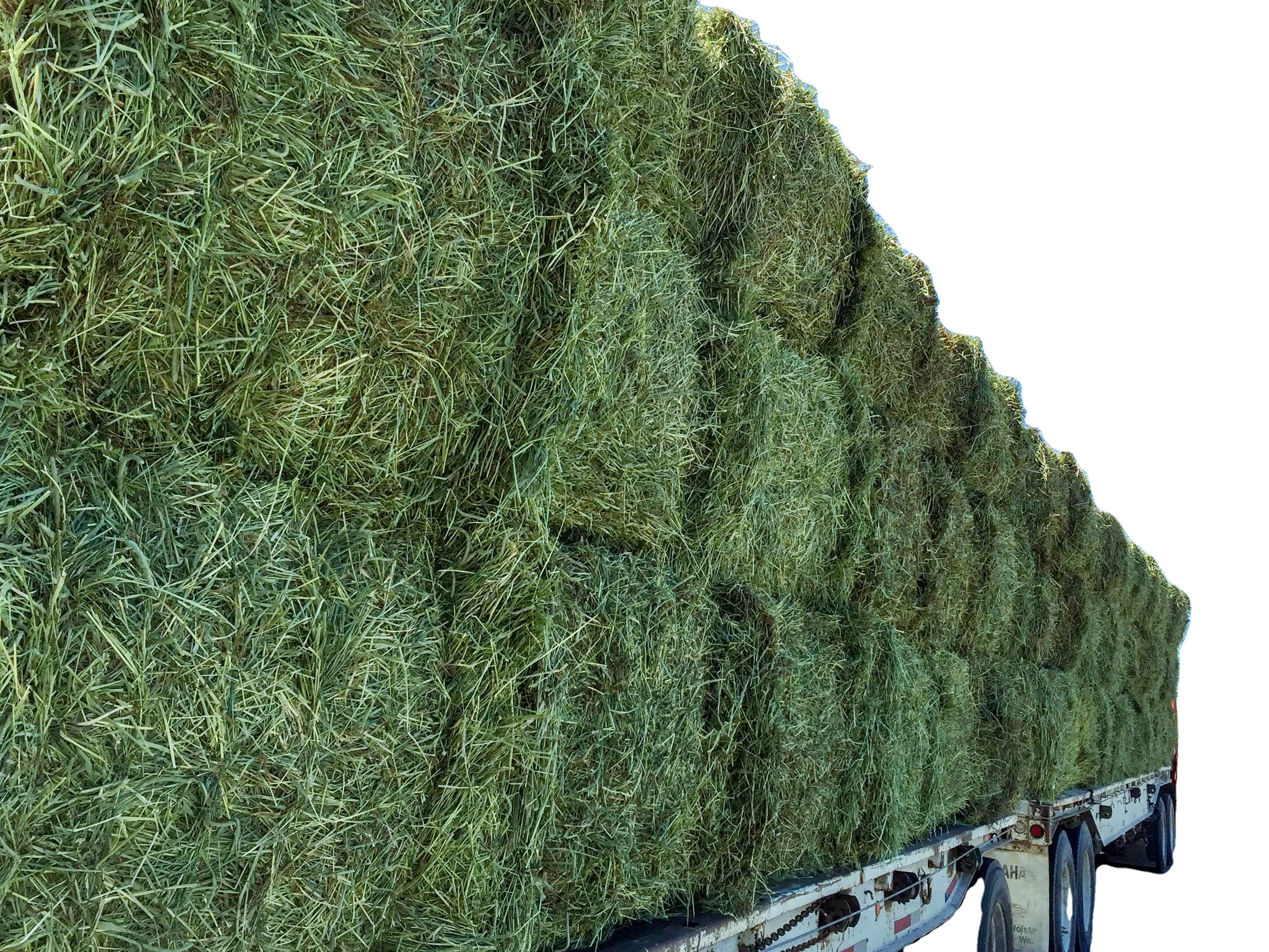 Гранулы/кубики Alfalfa для кормления животных свежий