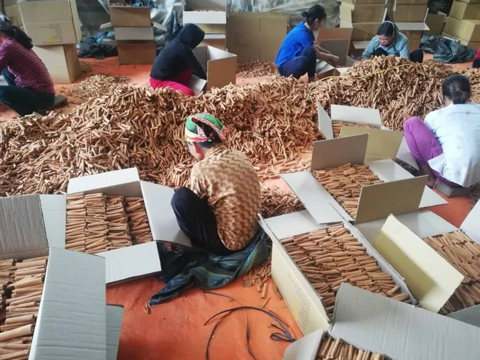 Cassia Cinnamon Sticks/ Cinnamon Cut/ Cinnamon Cigarette New Crop