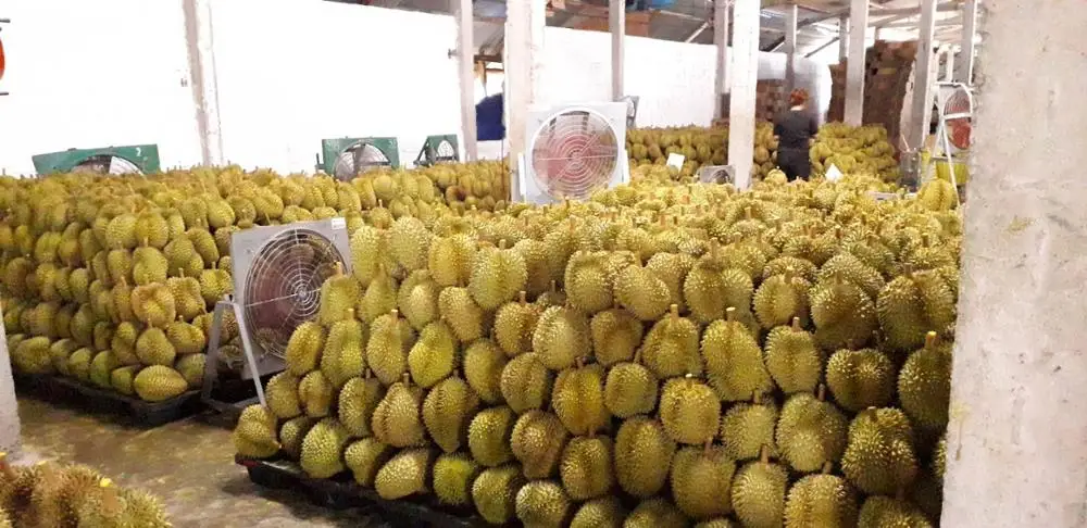 Experience the Taste of Thailand with Our Premium Quality Fresh Cut Durian - Imported Directly from the Finest Orchards, Ready t