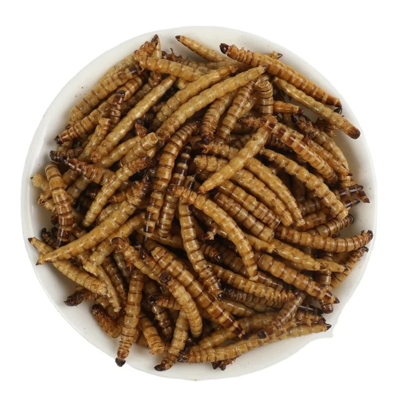TOP QUALITY DRIED MEALWORM FOR PET SNACK - MS. ELAINE +84 375 431 541