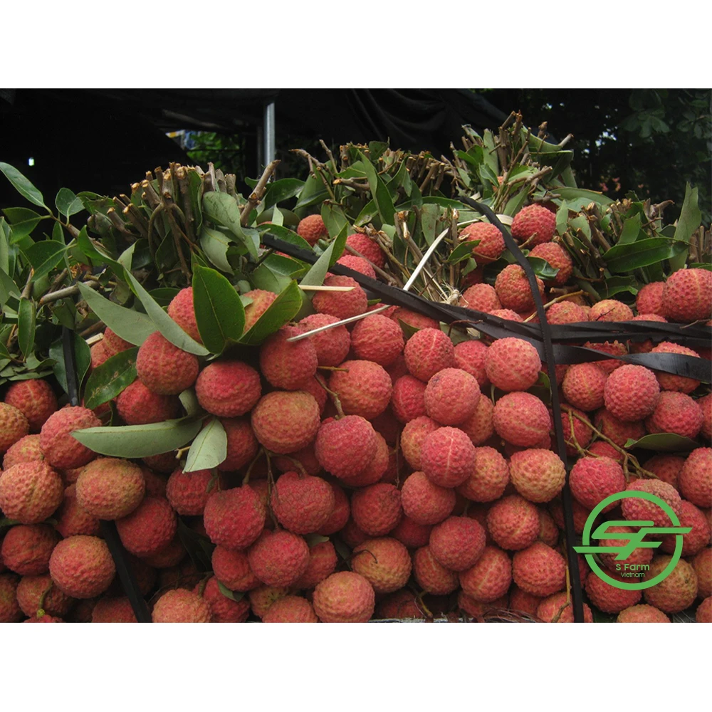 Export of agricultural products Fresh lychee products in bulk from Vietnam