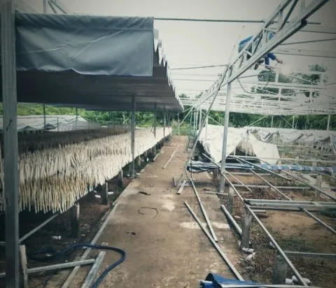 Премиум и богатый коллагеном сушеные рыбы Maw-свяжитесь с заказом: Dat + 84349071375 (Мобильный/whatsapp)