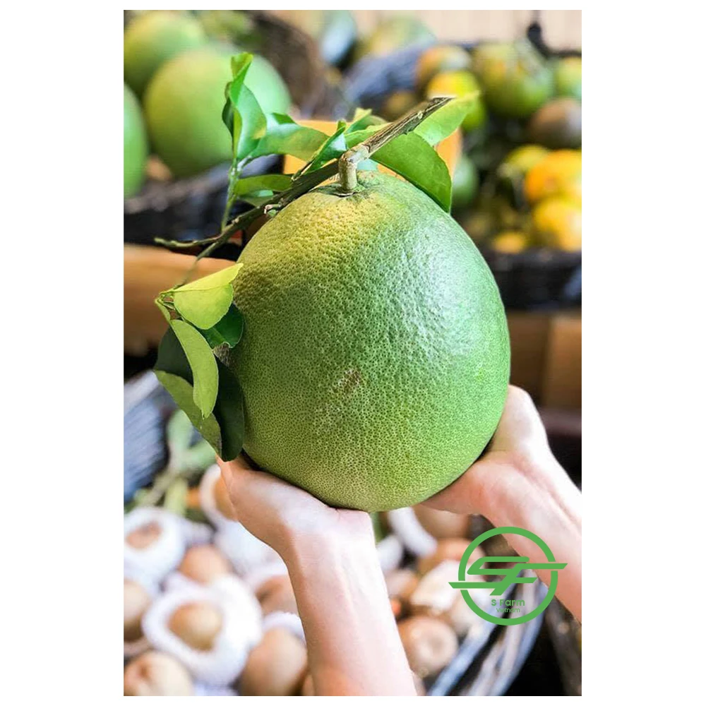 Высококачественный органический зеленый грейпфрут оптовый продавец Pomelo