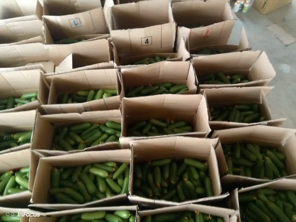 Огурец, Европейский огурец 5 кг, упаковка под заказ, свежий огурец