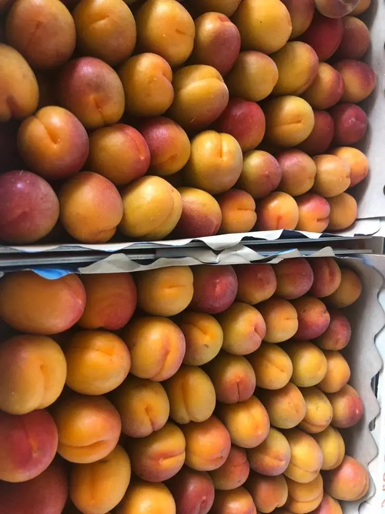 
Top Quality Fresh Apricot, Organic Fresh Apricot, Fresh Apricot Fruit Supplier 