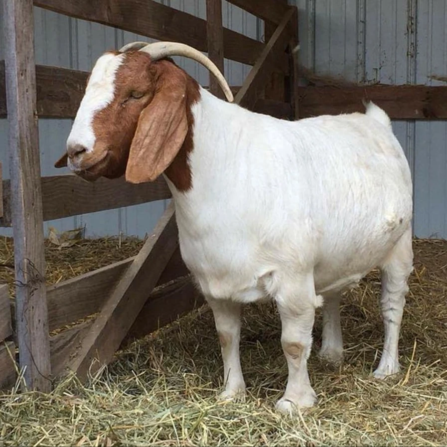 
Pure Breed Healthy Boer Goats for Sale 