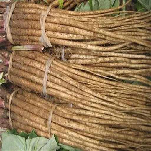Natural High-Quality Fresh Burdock wholesale best price From South Africa