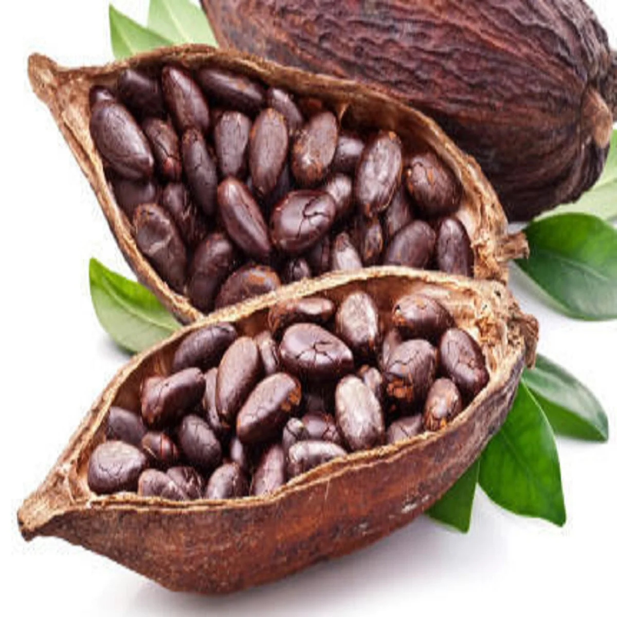 Cocoa Seed Extract Powder / Theobroma Cacao Extract Cacao Powder for sale