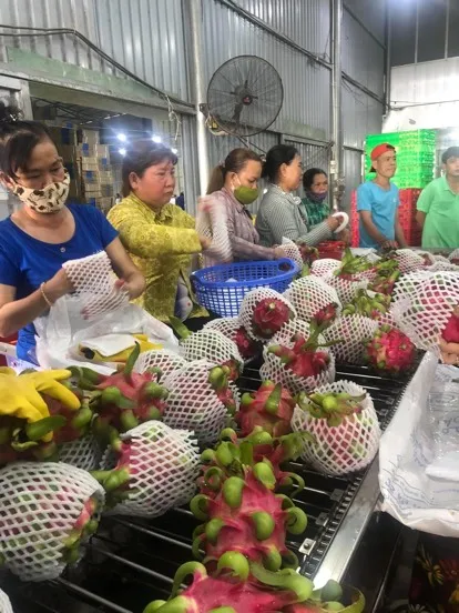 VIETNAM FRESH DRAGON FRUIT RED COLOR WHATSAPP WECHAT VIBER 0084326572671
