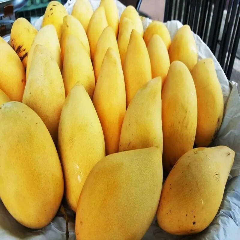 High Quality Fresh Mangos Fruit Sweet Namdokmai  mango fresh from Thailand