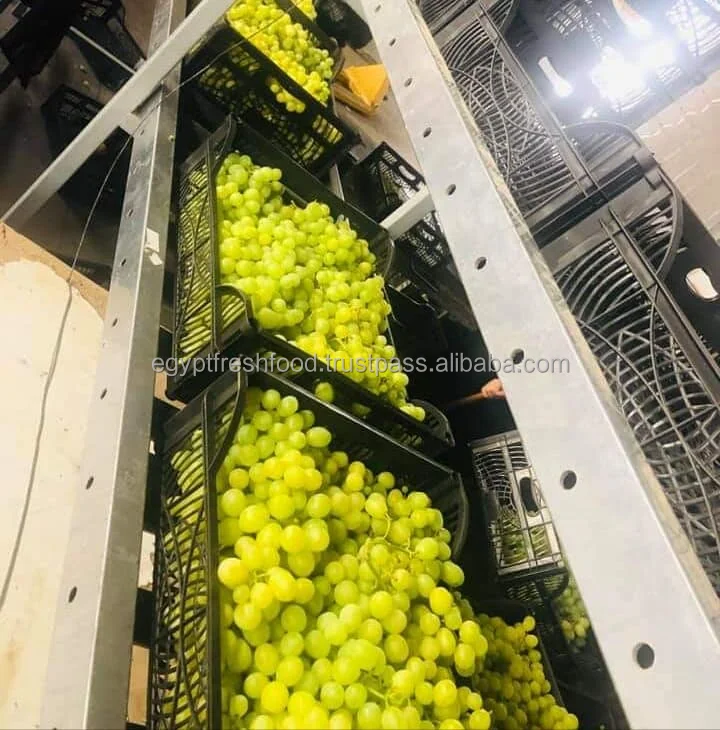  Fresh Red Grapes ready to export Yellow Seedless From Egypt