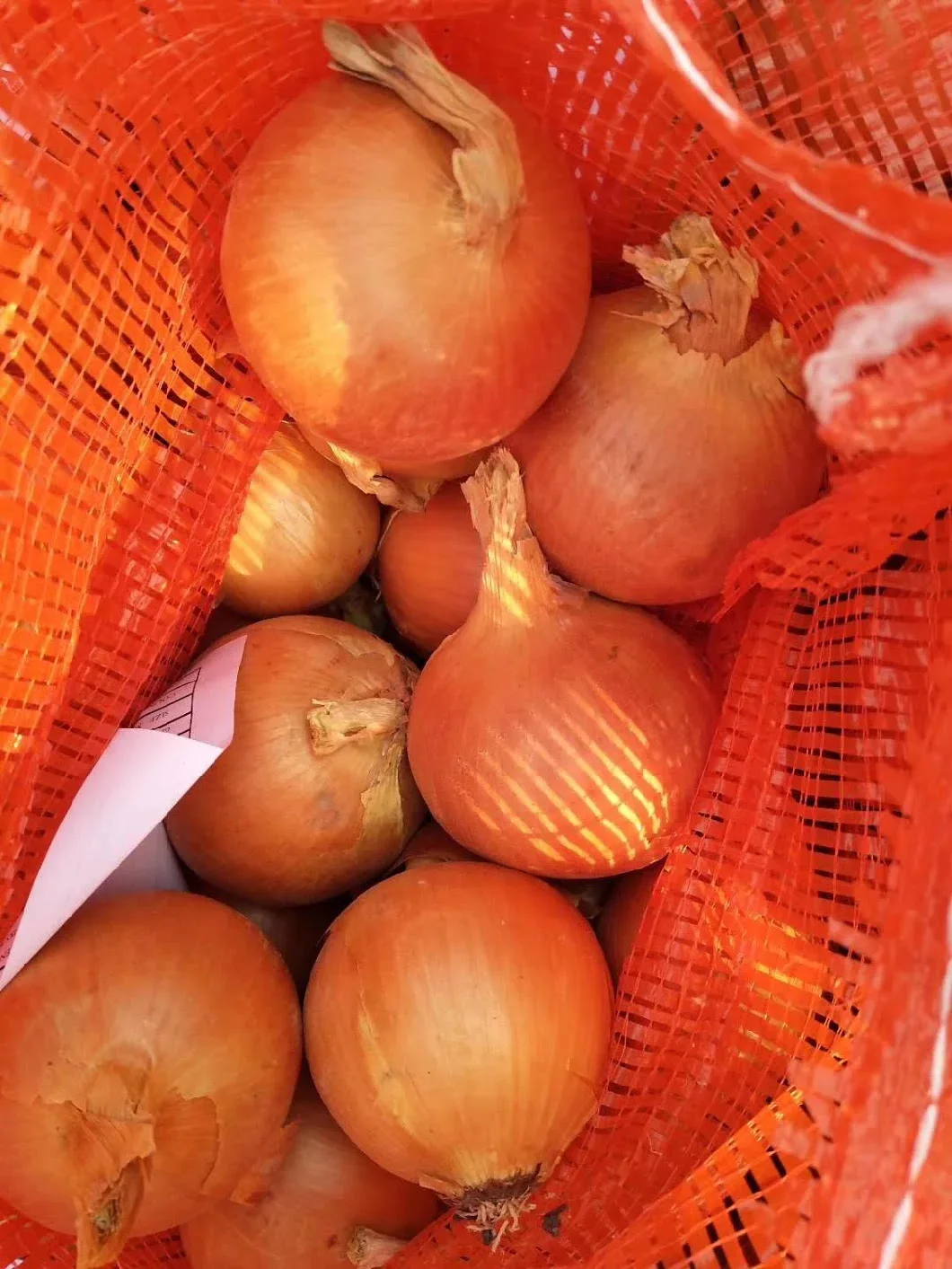 Red Bags Mesh Style Packaging Agriculture Weight Origin Type Shape Size Fresh Onion  Round Length Common