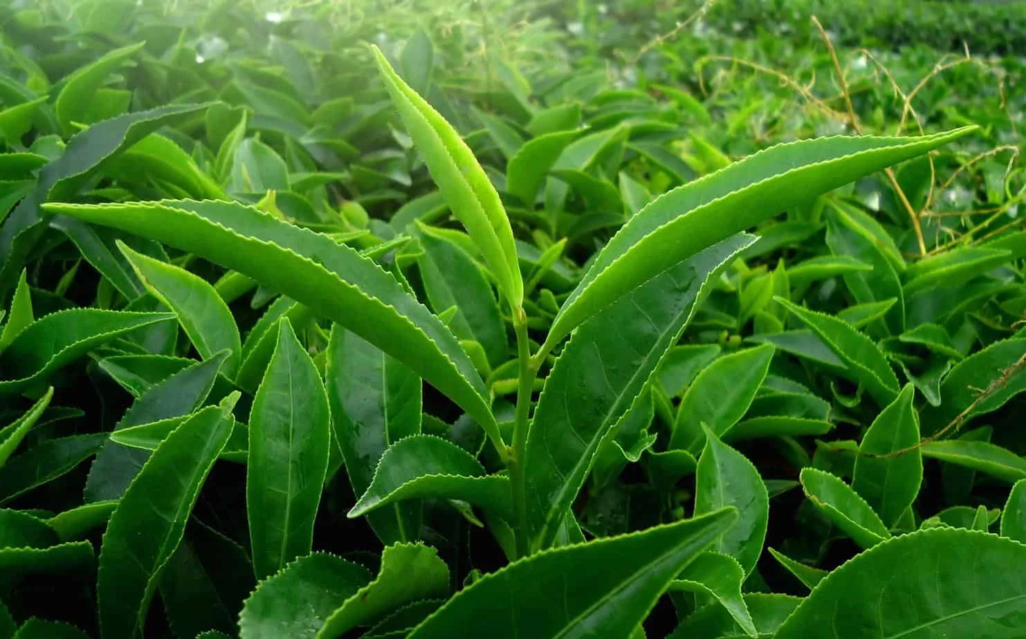 Best Sales Green Tea Powder With High Quality Origin Vietanm / Shyn Tran +84382089109
