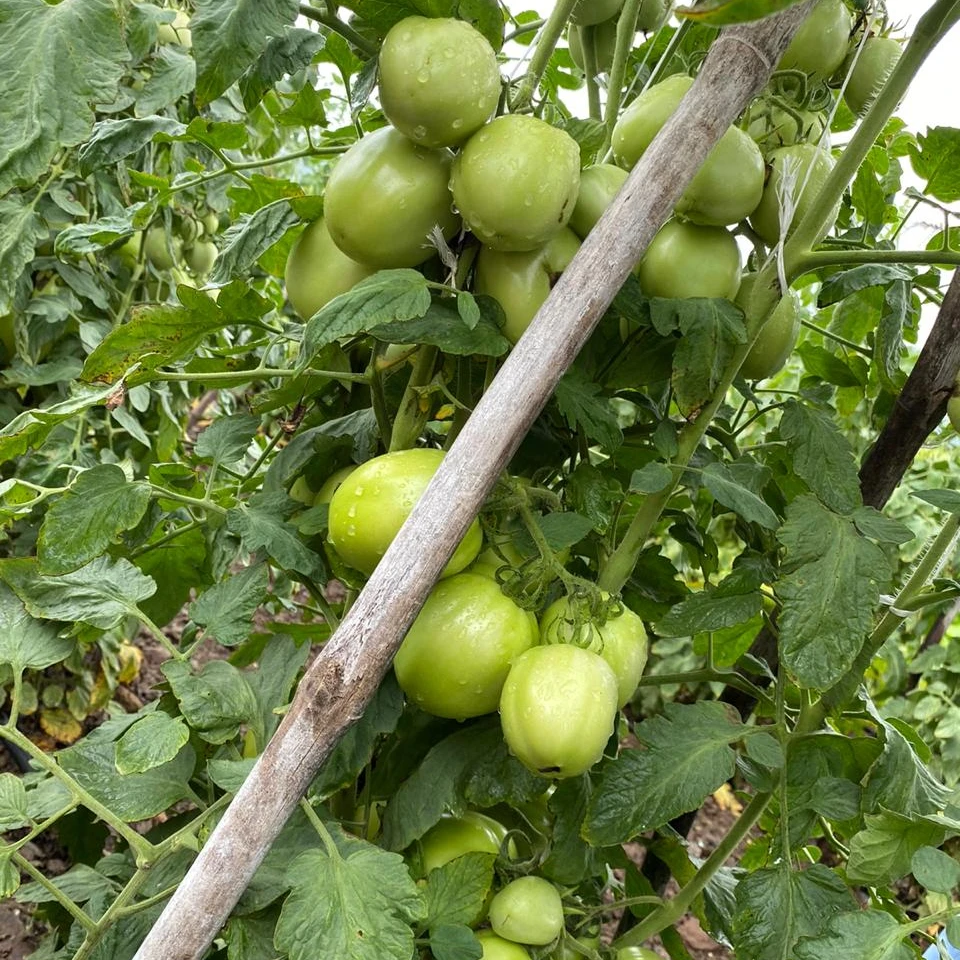  Гибридные семена томатов 3030 для посева квадратного круглого пакета 10 г Африки