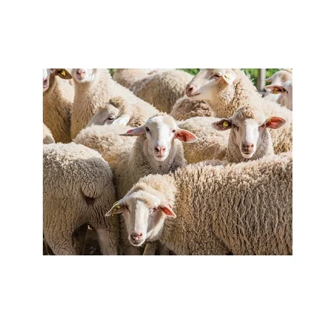 
Best quality Awassi sheep 