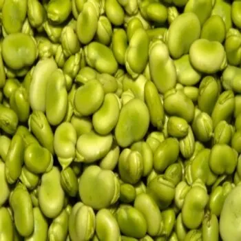 
Premium Bulk selling supplier Lima Beans at Wholesale Price 