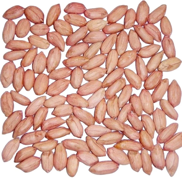 New Crop Good Quality Raw / Blanched Peanuts / Groundnuts for Sale