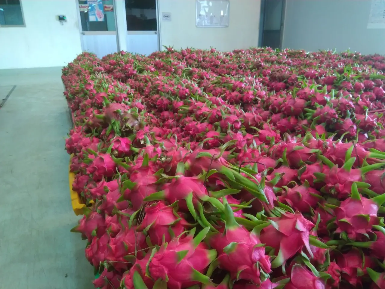 Свежий фрукт дракона для экспорта из Вьетнама