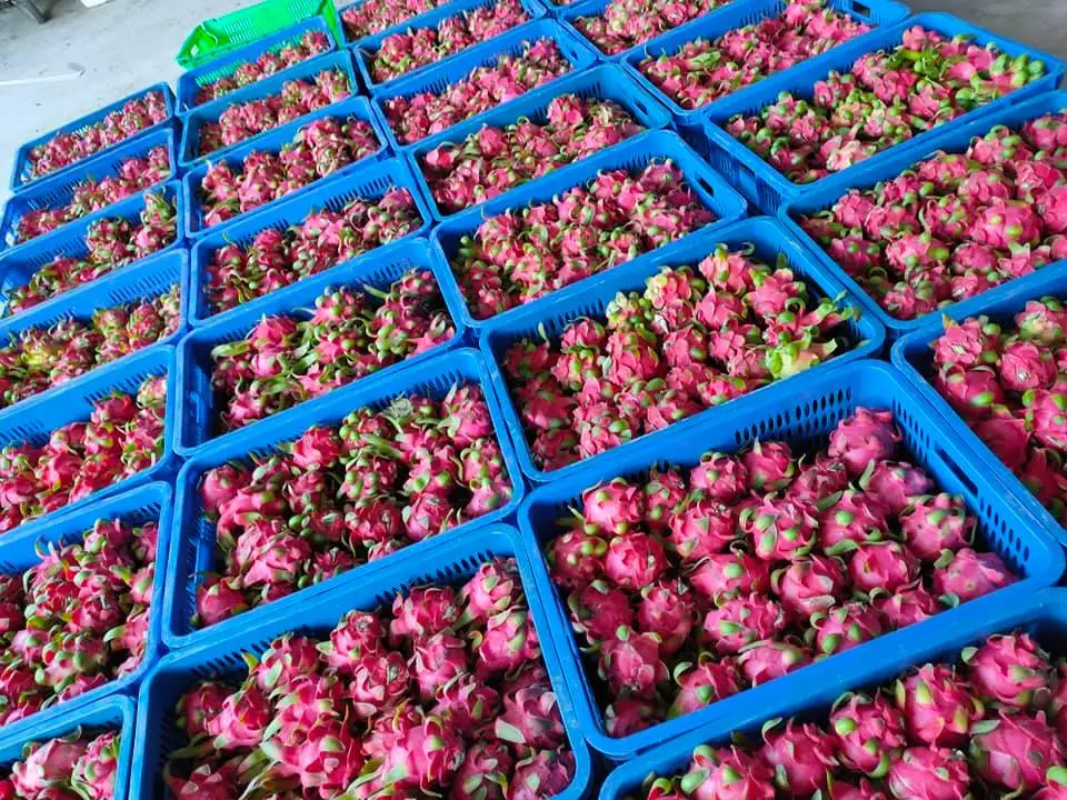 Высокое качество/Свежий фрукт дракона выращиваемый во Вьетнаме/Лучшая цена