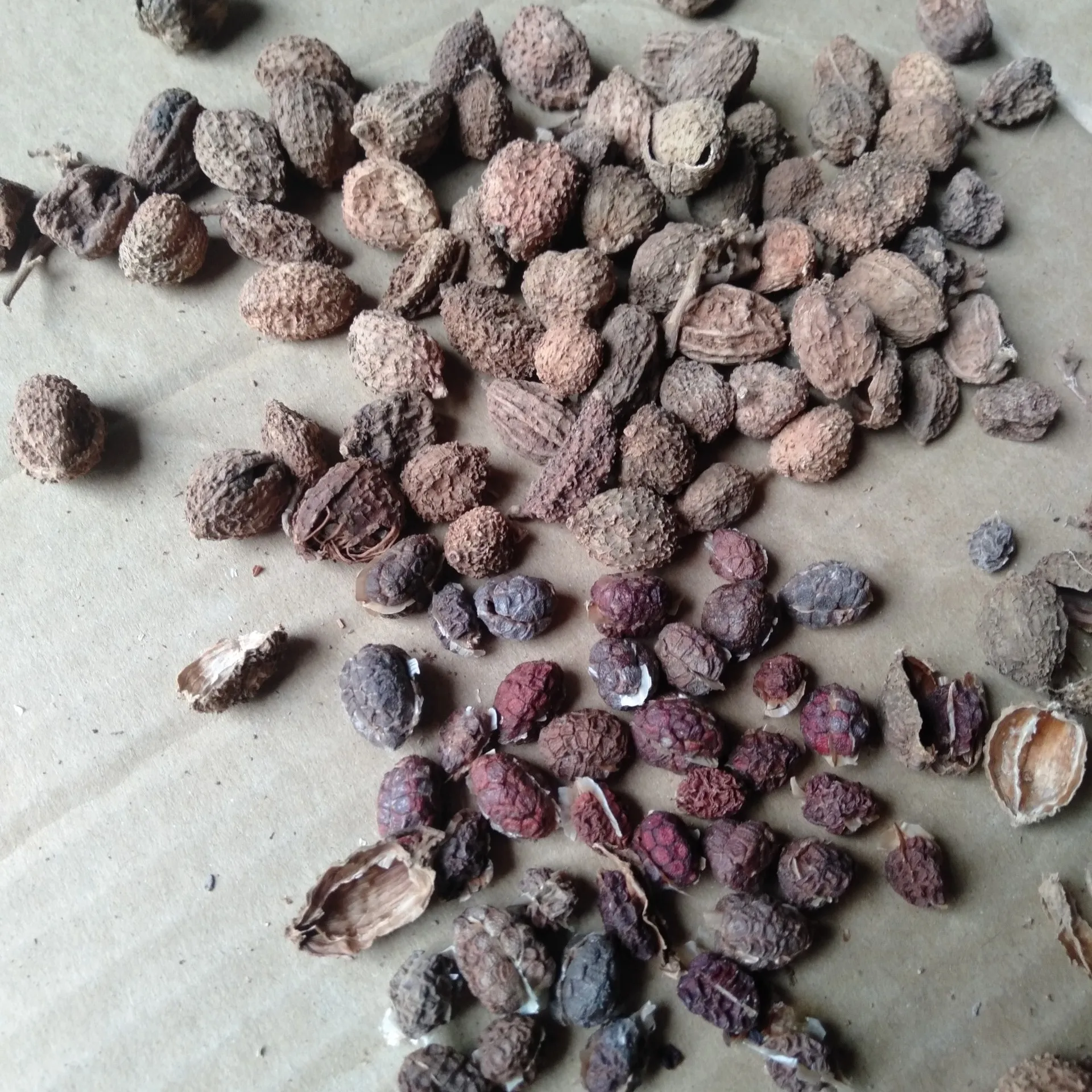 False Cardamom/ Organic Cardamom Seed/ Fructus Amomi From Vietnam