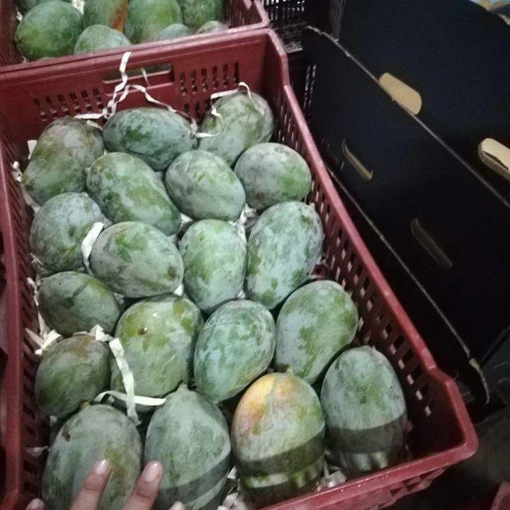 100% чистый сладкий манго-лучшее качество