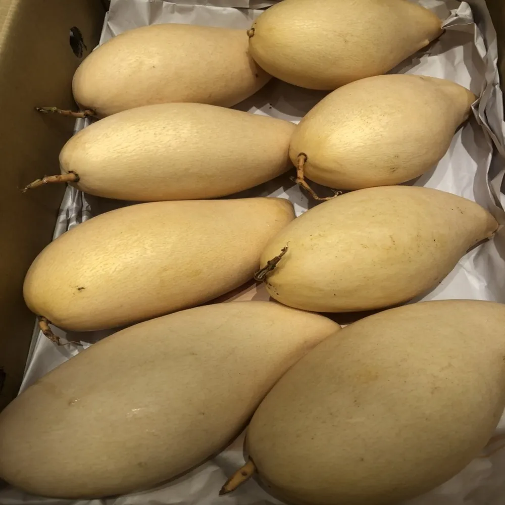 
Fresh Mango Fruit Sweet Namdokmai Premium Quality from Thailand 