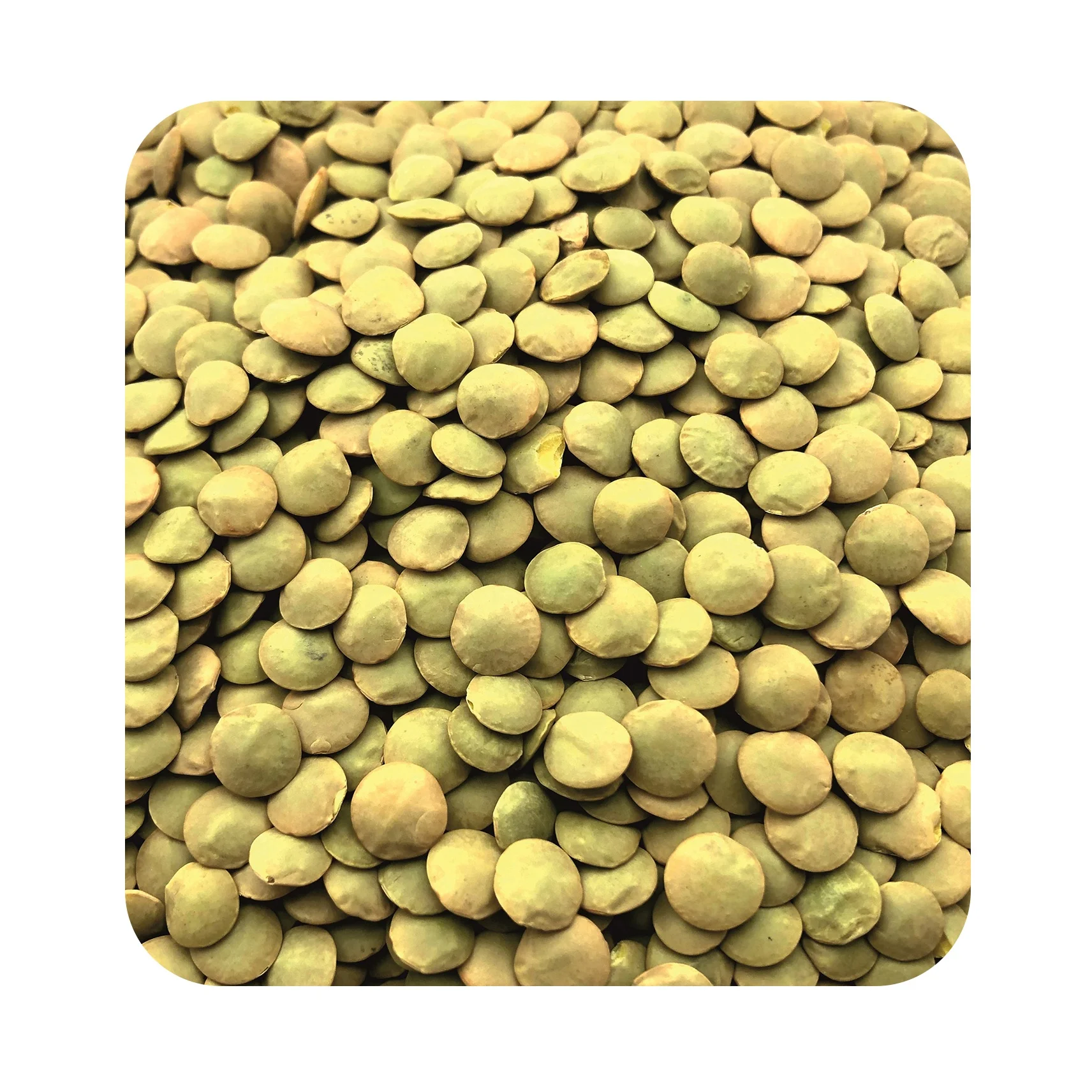 
Premium quality whole lentils in bulk, in stock 