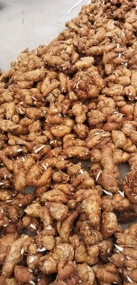 Kaempferia galanga/ Sand Ginger Kencur/ Cutcherry Kencur по конкурентоспособной цене