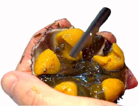 
Fresh/Frozen Sea Urchin 