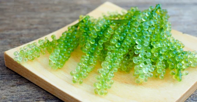 
100% Fresh Export Standard Quality Sea Grapes Wholesale Origin Viet Nam 