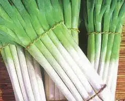 
High Quality Fresh Scallions 