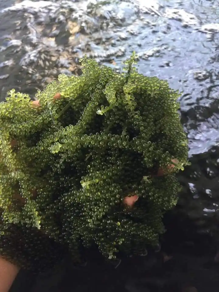 
Wholesale High Quality Fresh Salted Style Grape Seaweed Made In Vietnam Ms. Natalie Nguyen +84 399 649 467 
