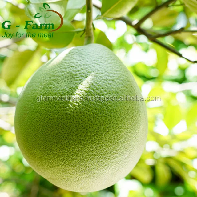 
2019 new Fresh pomelo Vietnam for sale with best price 