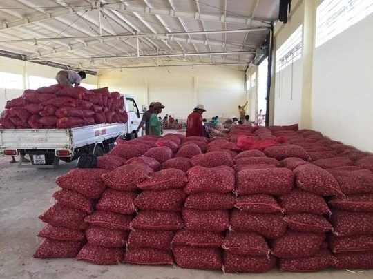 Свежий лук из Вьетнама для экспорта по конкурентоспособной цене и высококачественный авокадо готов к отправке рынков ЕС Азии США