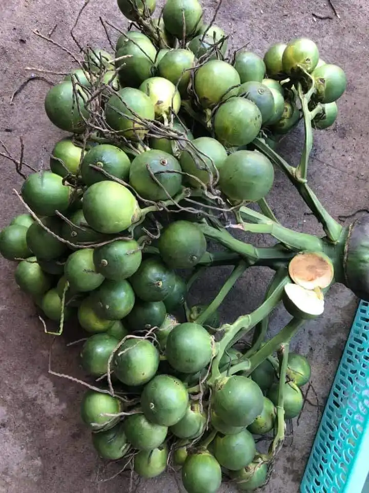 BETEL NUT FRESH ARECA
