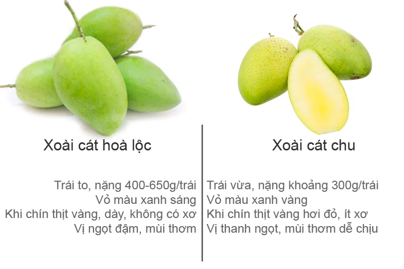 Wholesale Price Fresh Green Cat Chu Mango Fresh Mango Shipping From Viet Nam 2021
