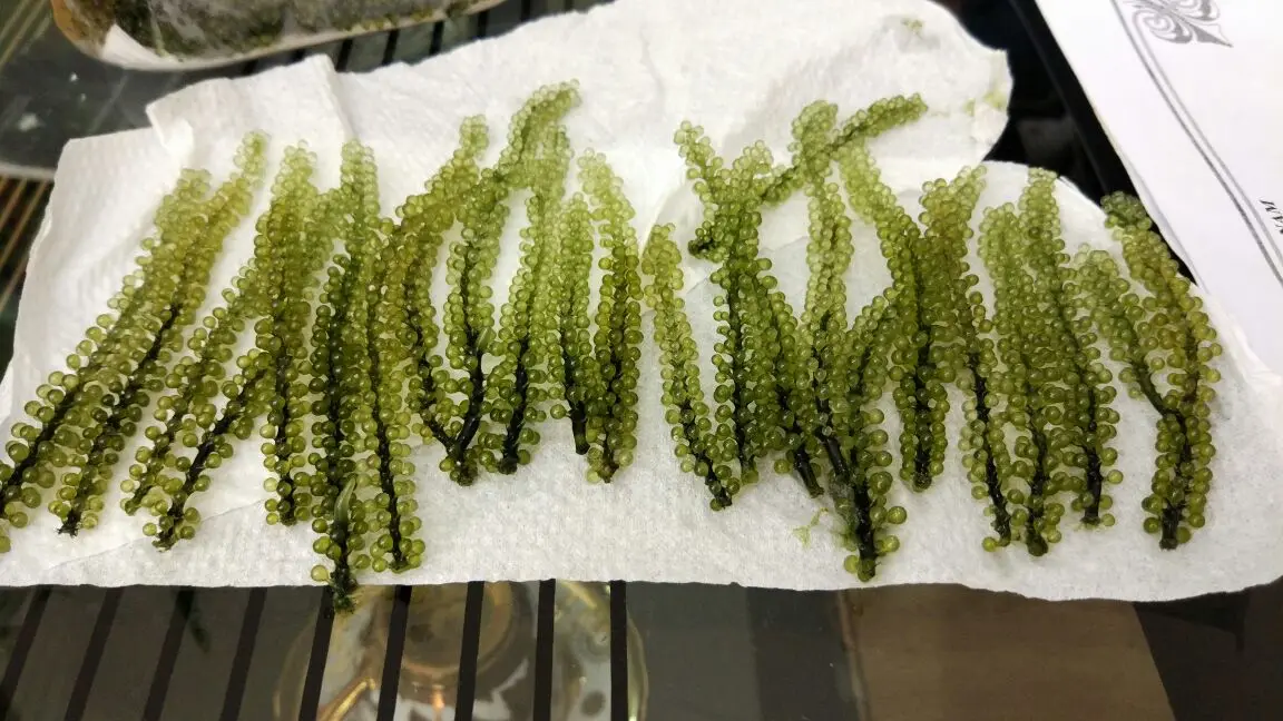 
TOP QUALITY Premium Quality Fresh Seagrapes/Salted seagrape /Dehydrated Green Caviar W/A+84 90 335 49 81 ( Kim ) 