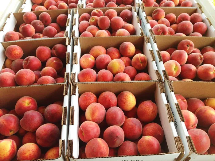 Best price -  Vietnam Canned yellow peach with high quality 2021