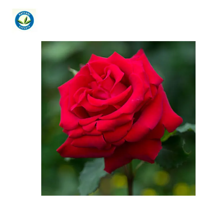 Top Grade Premium 100 % Quality Organic Rose Essential Oil Fragrances Oil For Cosmetic & Massage Bulk Supplier Export From India