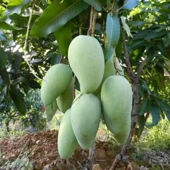 Fresh Mangos Mango Fruit
