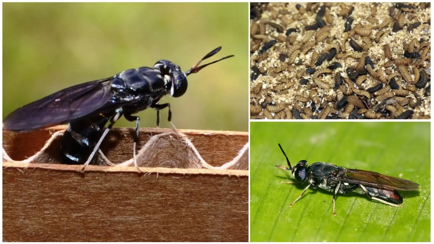 Оптовая продажа Вьетнам высокое качество сушеный черный солдат для корма/жасмин + 84 896679047