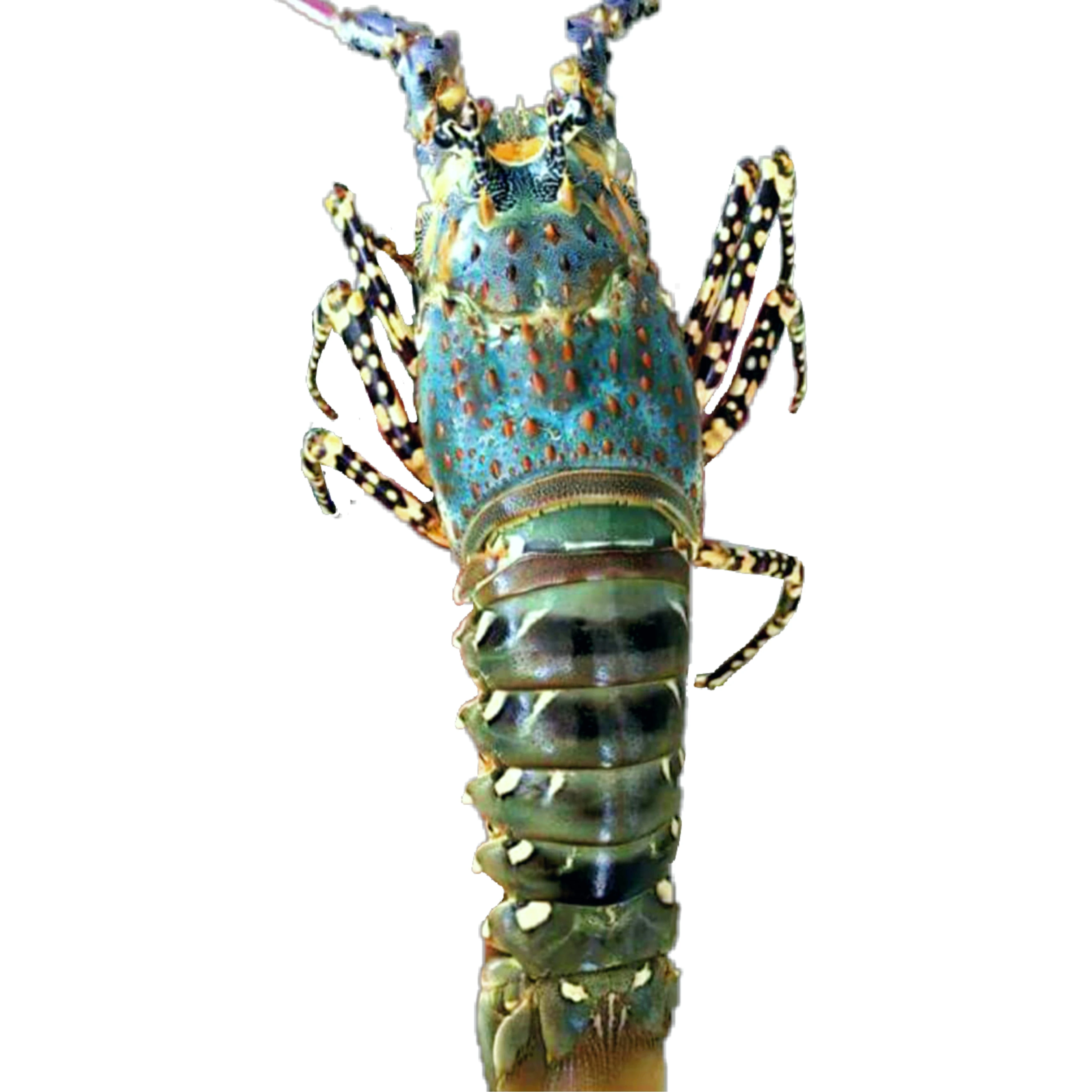 
Best Live / Frozen Mutiara Lobster High Quality Export From Indonesia 