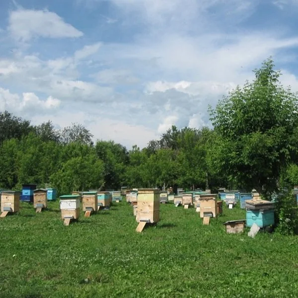 honey Pure 300gr / 500gr / 10kg / 30kg Natural healthy food ethnoscience strengthening immunity