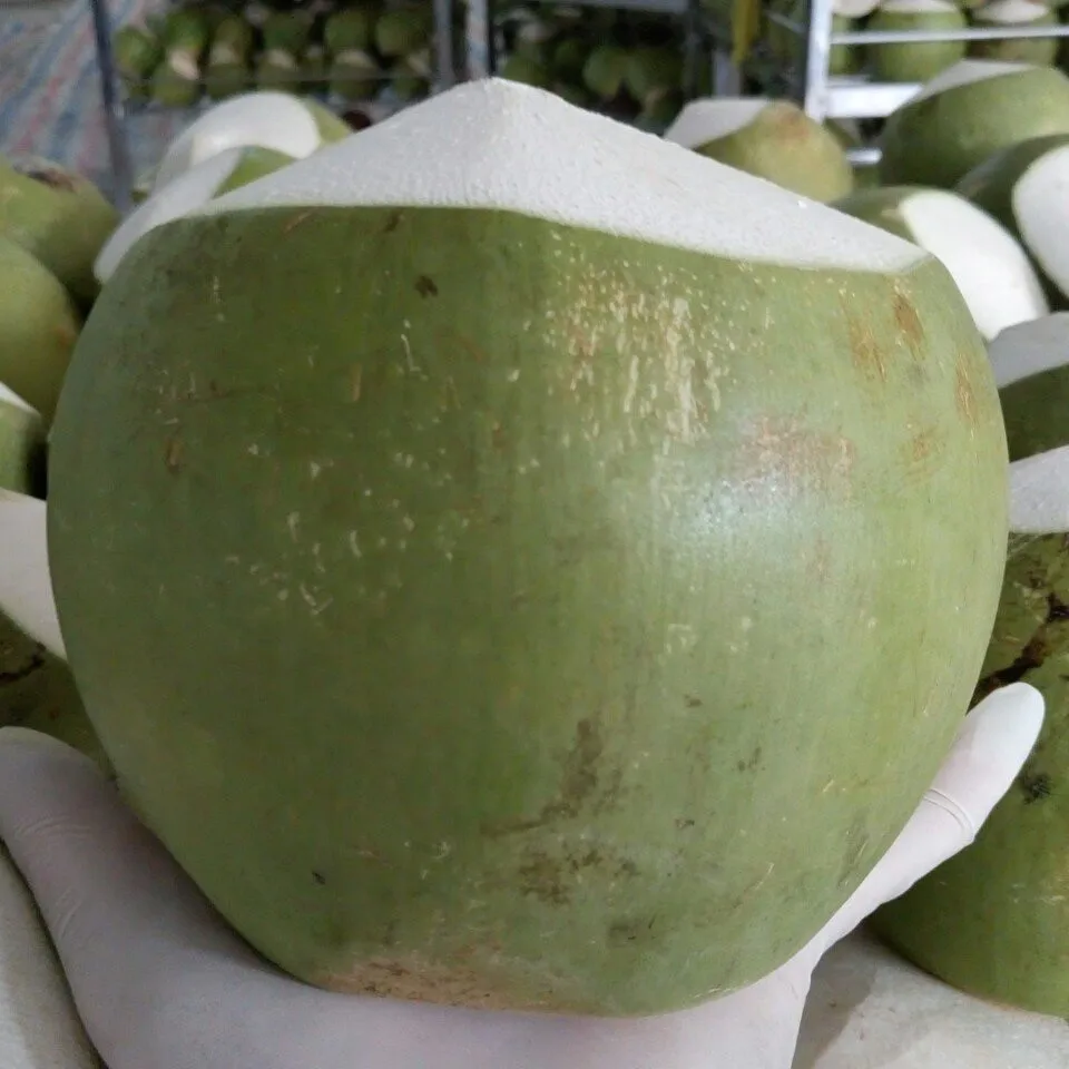 800G 5.5Brix content Fresh Fruit Green Young CUTTING Coconut