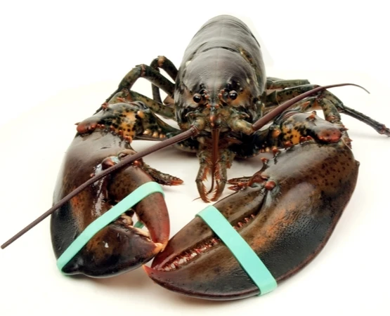 Raw-lobster