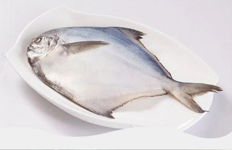White Silver Pomfret Fish