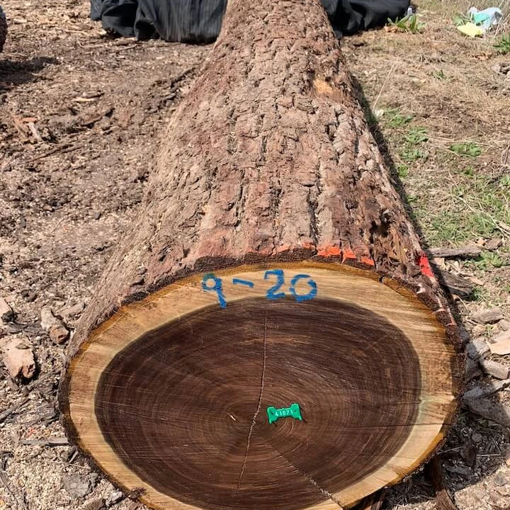 SYP Logs Required, 20+ cm Diameter