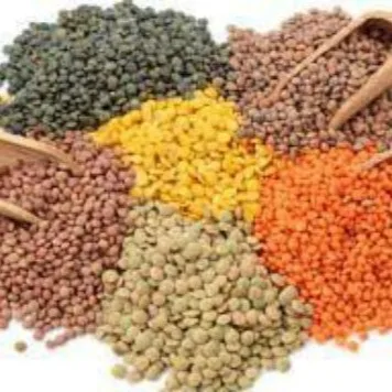 Bulk Dried Whole Green and Red Lentils for Sale