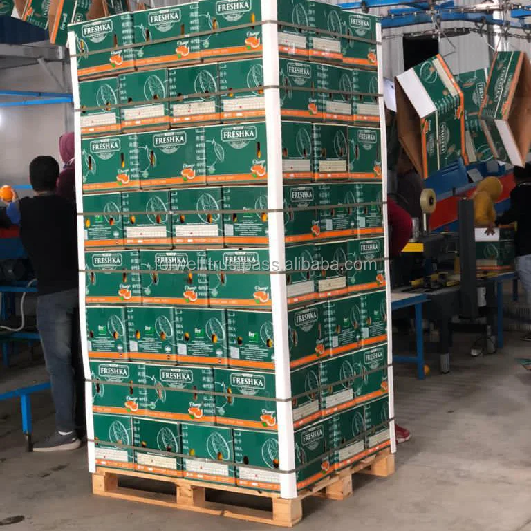 Orange Natural Sweet Orange with Good Quality and Low Price