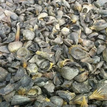 Top Quality Palm Kennel Shell - %100 Best Quality / Coconut shell , Walnut Shell